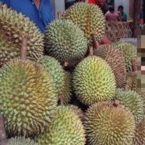 Bagi Alasan Makan Durian Untuk Ponteng Solat Jumaat