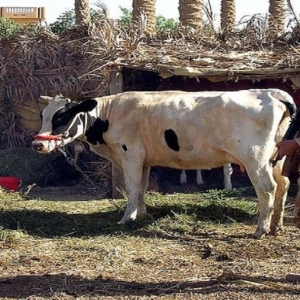 ISIS Terdesak Rekrut Lembu Jadi Pengebom Bunuh Diri