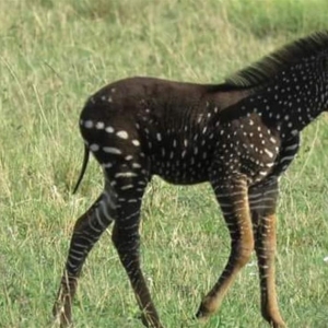 Unik! Anak Kuda Zebra Ini Dilahirkan Bertompok 'Polka Dot'!