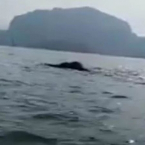 "Comelnya La Hai" - Gajah Berenang Di Tasik Kenyir