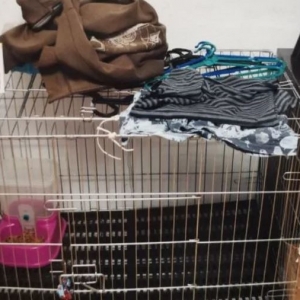 Kurung Anak Sendiri Dalam Sangkar Kucing, Simbah Air Panas Sampai Mati