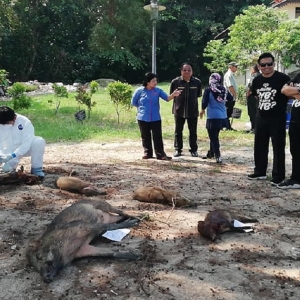 Norhizam Hassan Baktee Diiktiraf 'Juara Penembak Babi', Sidang DUN Melaka Kecoh!