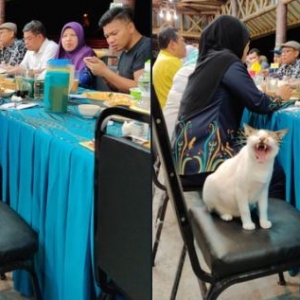 Menteri Sibuk Bincang Pasal Bekalan Ikan, Warganet Komen Pasal Kucing Menguap Pula