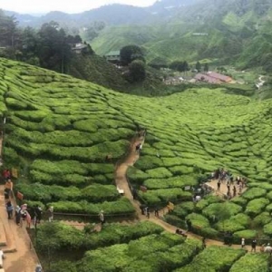 Sedih! Cameron Highlands Pula Jadi Lubuk Warga Asing, "Kita Lak Jadi Ngeri"