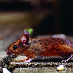 "Geli Pula Tengok, Ada Juga Yang Ketakutan" - Gelagat Tikus Bawa Cawan Kopi Cetus Viral