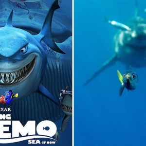 Jurugambar Tertangkap Gambar Ala-Ala 'Finding Nemo', Memang Hebat!