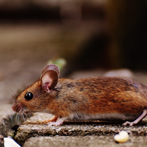 Tikus Berkeliaran Ketika Pemeriksaan, Restoran Nasi Kandar Terkenal Diarah Tutup