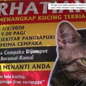 Tangkap Kucing Terbiar, Penduduk Pangsapuri Dikecam Tak Berhati Perut