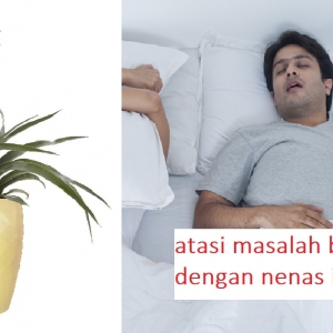 Tidur Je Mesti Berdengkur? Cuba Tanam Pokok Nanas Dalam Bilik Tidur!