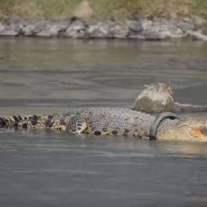 Pertandingan Cabut Tayar Dari Leher Buaya, Ada Berani?