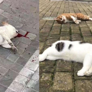 Campak Anjing, Kucing Dari Apartment Takut Sebar Koronavirus