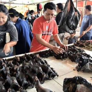 Perniagaan Terjejas, Tiada Lagi Menu Kelawar Masak Lemak Di Indonesia