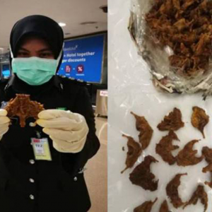 Lelaki Myanmar Ditahan Cuba Bawa Masuk Daging Tikus Kering