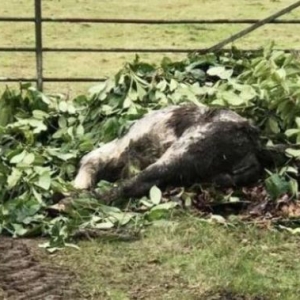 Kejam, Kuda Dibuang Ditepi Timbunan Daun Dengan Kaki Diikat