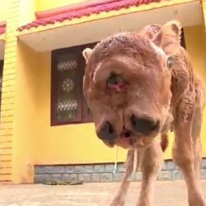 Gempar! Anak Lembu Berkepala Dua Lahir Di India