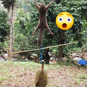 Tupai Curi Durian Mati Diikat, Digantung