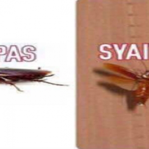 Takut Lipas? Jom Kenali Lipas Yang Boleh Dan Tak Boleh Terbang!