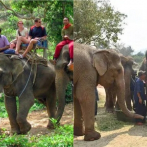 Hikmah Covid-19, Gajah Dibebaskan Setelah 44 Tahun Diperhambakan