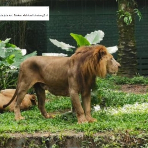 Singa Kurus Di Zoo Negara, Duit Berjuta Ke Mana?