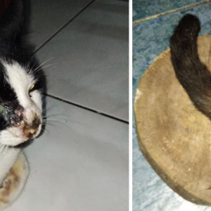 Kejam! Hidung Dipotong,  Aniaya Kucing Sampai Ekor Putus