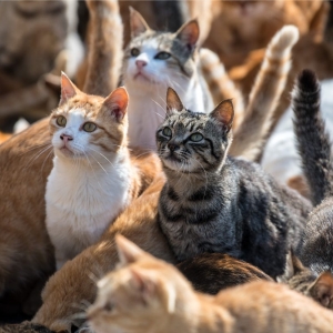 Rakam TikTok Siat Kulit Kucing Hidup-Hidup, Gantung Anjing