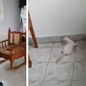 2 Remaja Galak Ketawa Lempar Anak Kucing Ke Dinding