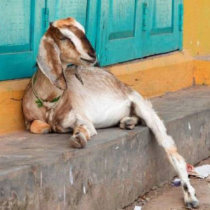 Kambing Ditahan Polis Gara-Gara Tak Pakai Pelitup Muka