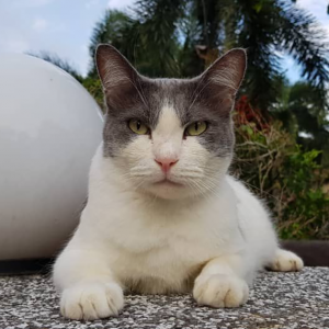 "Sorry, Kucing Hilang" - Owner Bengang Hotel Haiwan Cuai, Bagi Kucing Lain Sebagai Ganti