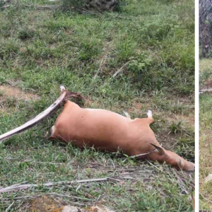 20 Bangkai Lembu Bergelimpangan Dalam Kebun Sawit, Khianat Atau Penyakit?