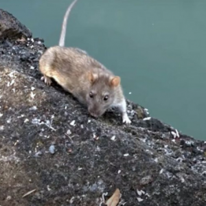 Gigit Zakar Suami, Berang Sebab Ada Tikus Dalam Bilik