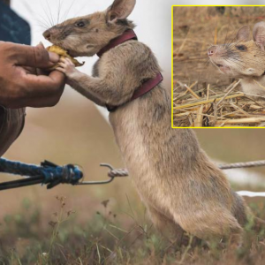 Tikus 'Berani' Dapat Pingat Emas Setaraf Anugerah George Cross Britain