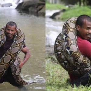 Ular Sawa Batik Seberat 220KG Jadi Haiwan Peliharaan Lelaki Dari Pulau Pinang Ini
