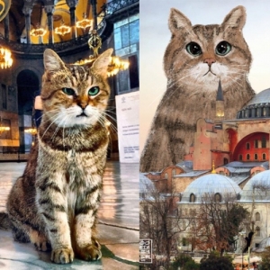 “Kami Takkan Lupakan Kamu,” Gli Si Kucing ‘Penghuni’ Setia Masjid Hagia Sophia Mati Di Usia 16 Tahun