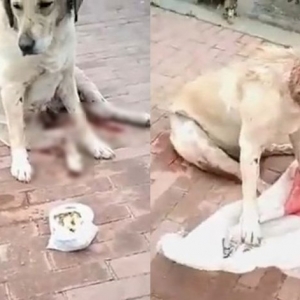 Dunia Semakin Tenat! Baru Lepas Lahirkan Anak, Seekor Anjing Dirogol Beramai-Ramai Hingga Mati