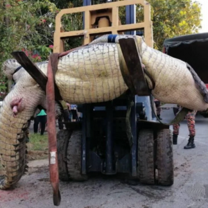 Besarnya! Buaya Seberat 800 Kilogram Sepanjang Lima Meter Ditangkap Di Limbang