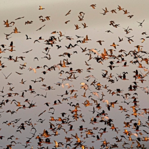 Covid 19 Masih Merebak, Korea Beri Amaran Kemunculan Virus H5N8 Dalam Kawanan Burung