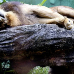 Zoo Melaka Beli Singa Afrika