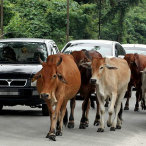 Pemilik Degil Haiwan Ternakan Berkeliaran Ancam Pengguna Jalan, Penguatkuasa Culas?