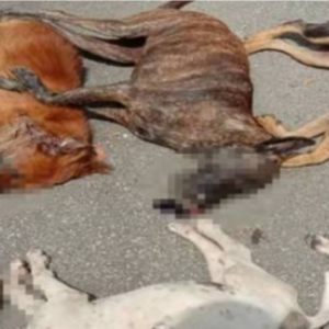 Terlampau Kejam! 9 Anjing Liar Bergelimpangan, Mati Akibat Diracun