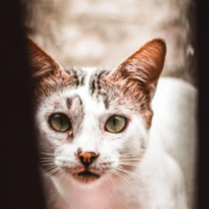 Buang Najis Depan Rumahnya, Wanita Berang Pukul Kucing Bunting Sampai Mati