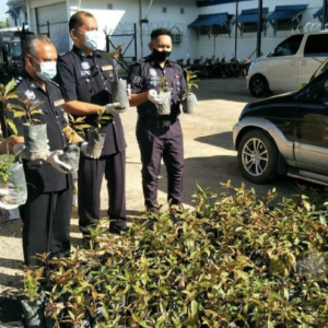 Polis Simpan 430 Anak Pokok Ketum, 14 Burung