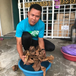 Daun Kering Jadi Duit, Untung Sebanyak RM2 Bagi Setiap 23 Keping Daun Kering