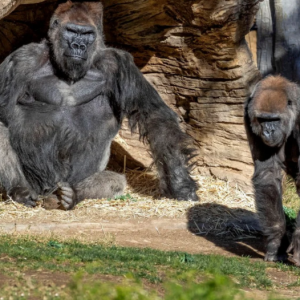 Alami Selsema Dan Batuk, Gorila Di Zoo Dijangkiti Covid-19