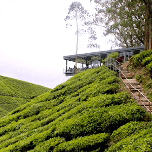 Hanya Cameron Highlands Masih 'Hijau' Di Semenanjung