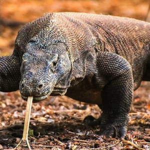 Budak 4 Tahun Putus Tangan Digigit Komodo