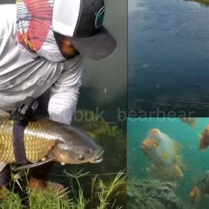 Ingin Lihat Suasana Dasar Sungai Dari "Mata Seekor Ikan", Youtuber Pasang GoPro Pada Ikan