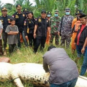 Disambar Ketika Mandi, Budak Lapan Tahun Mati Dalam Perut Buaya