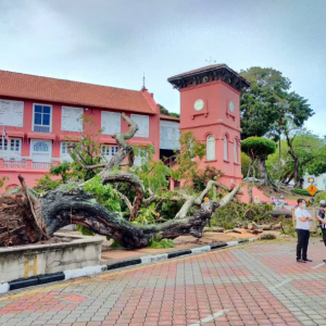 Pokok 127 Tahun Di Bangunan Merah Melaka Akhirnya Tumbang