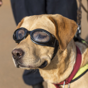 Labrador Dilatih Kesan Individu Tidak Bergejala