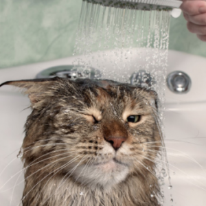 Patutlah Kucing Takut Sangat Dengan Air....